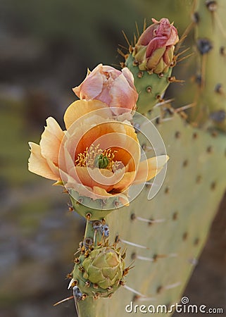 Prickly Pear Cactus Opuntia phaeacantha Flower Stock Photo