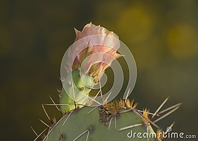 Prickly Pear Cactus Opuntia phaeacantha Flower Stock Photo