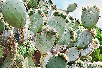 Opuntia or Prickly pear cactus plantation. Stock Photo