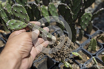 Opuntia quimilo cactus bare roots closeup Stock Photo