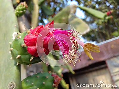 Opuntia stricta flower Stock Photo