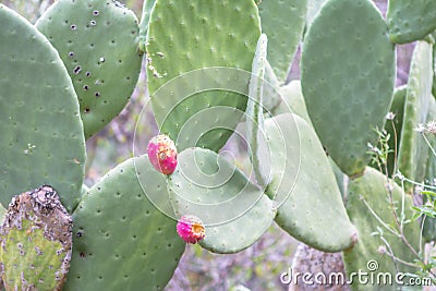 Opuntia stricta plant Stock Photo