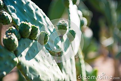 Opuntia Tomentosa Stock Photo