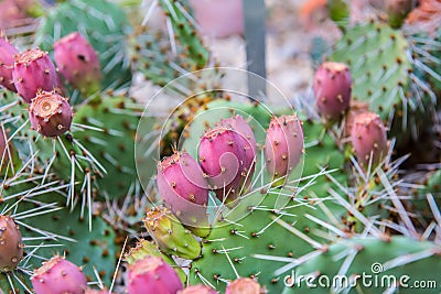 Opuntia tortispina, cactus flower Stock Photo