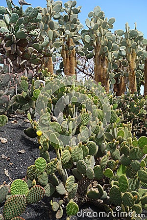Opuntias in botanical garden in Fuerteventura island Stock Photo