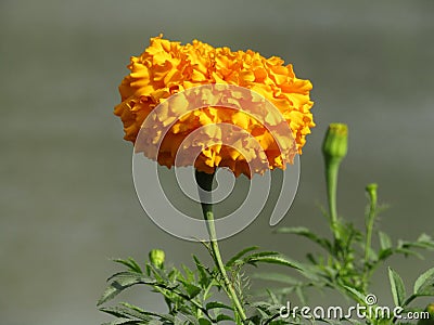 Orage Mari Gold Flower in Bangladesh Stock Photo