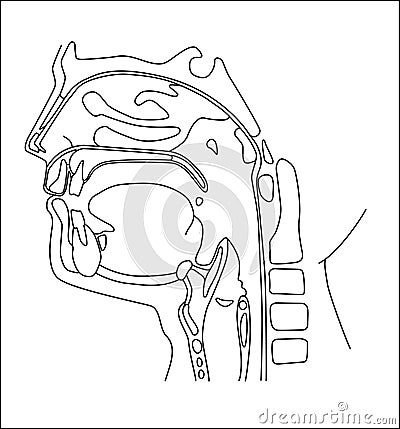 Oral cavity Vector Illustration