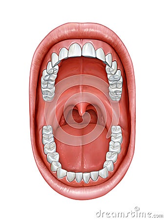 Oral cavity anatomy Cartoon Illustration