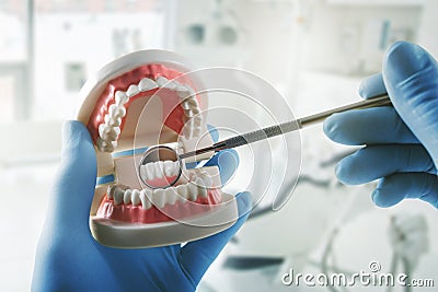 Oral hygiene dental health - dentist with teeth model and mirror in hands Stock Photo