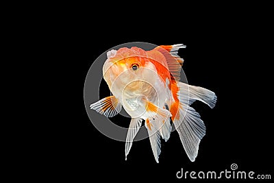 Oranda gold fish isolated Stock Photo