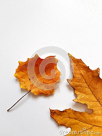 Orang leaves ackground Stock Photo