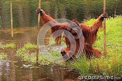 Orang outan crossing water pool