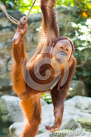 Orang-Utan Stock Photo