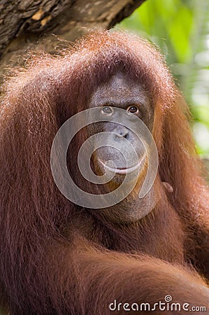 Orang Utan Stock Photo