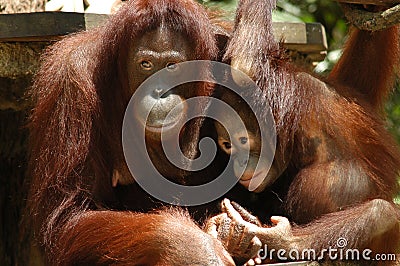 Orang Utan Stock Photo