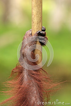 Orang utan Stock Photo