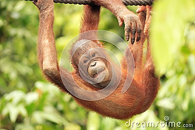 Orang-Utan hanging from rope Stock Photo