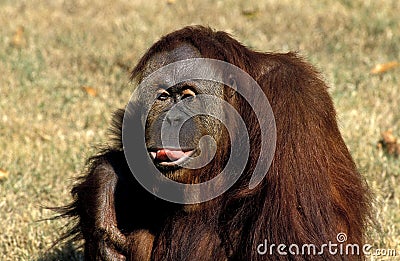 ORANG UTAN pongo pygmaeus, FEMALE STICKING TONGUE OUT Stock Photo