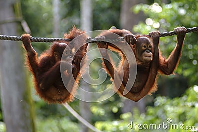 Orang utan, Sabah, Malaysia Stock Photo