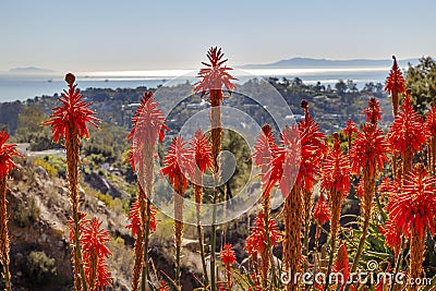 Orange Aloe Cactus Landscape Santa Barbara California Stock Photo