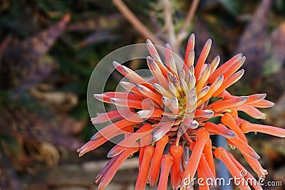 Orange Aloe Maculata Cactus Flowerhead Stock Photo