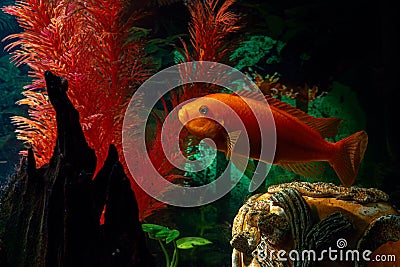 The orange aquarium fish Labidochromis caeruleus from the cichlid family swims among the illuminated algae in the aquarium Stock Photo