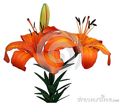 Orange Asiatic Lily Stock Photo