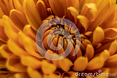 Orange autumn color macro of Chrysanthemum flower Stock Photo