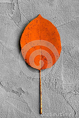 Orange autumn leaf on a gray plaster background Stock Photo