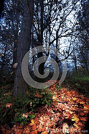 Orange Autumn Leaf Pathway through Dark Forest Stock Photo