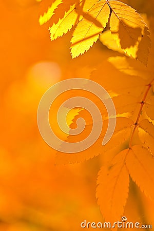 Orange autumn leaves Stock Photo