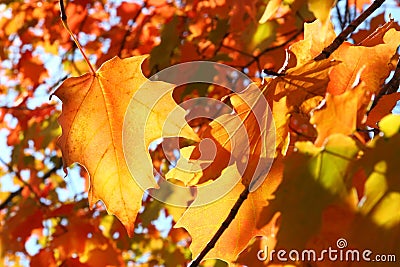 Orange autumn leaves Stock Photo