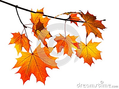 Orange autumn maple leaves isolated on white Stock Photo