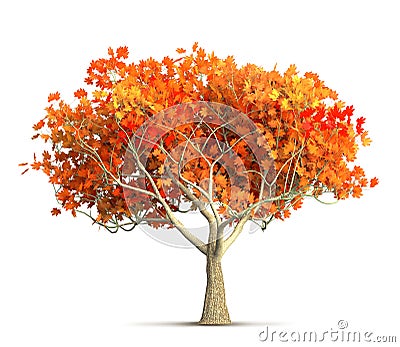 An orange autumn maple tree isolated 3D illustration Cartoon Illustration