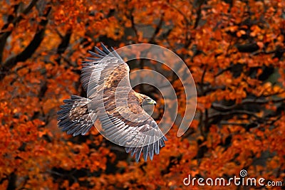 Orange autumn scene with bird of prey. Face flight White-tailed Eagle, Haliaeetus albicilla, birds with autumn forest in Stock Photo