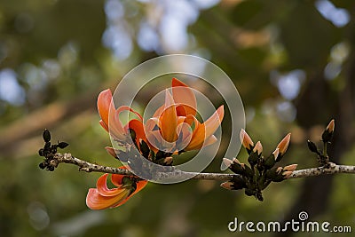 Orange Teak in the jungle Stock Photo