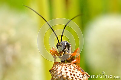 Orange beetle with long antennae Stock Photo