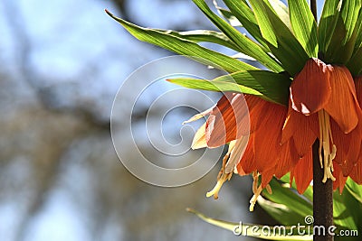 Orange bell lily in the garden. Imperial fritilleria flower. Blurred background. Close-up, copy space Stock Photo