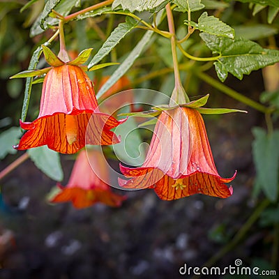 Canarina canariensis, canarian bellflower, endemic to Canary Islands Stock Photo