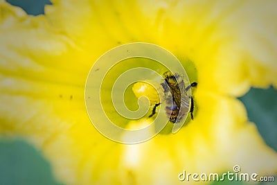 Orange-belted bumblebee covered with pollen on yellow flower Stock Photo