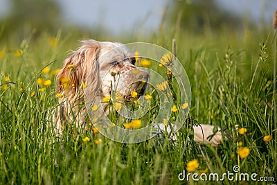 Orange Belton English Setter hiding in high grass with yellow flowers Stock Photo