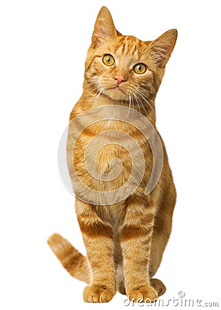 Orange bengal cat cutting portrait of brown eye cat looking with pleading stare on white Stock Photo