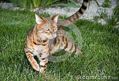 Orange Bengal cat in tense pose Stock Photo