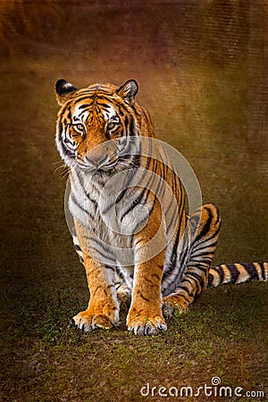 Orange bengal tiger with textured background Stock Photo