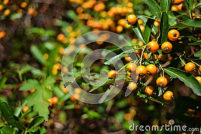 Orange berries Stock Photo