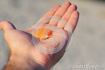 Orange beutiful seashell like small lion`s paw scallop seashell is lying on the man`s palm as a symbol of ocean treasures Stock Photo