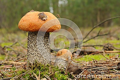 Orange Birch Bolete mushroom (Leccinum versipelle) Stock Photo