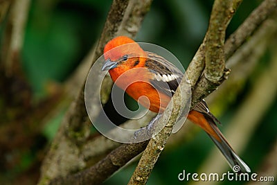 Orange bird Flame-colored Tanager, Piranga bidentata, Savegre, Costa Rica Stock Photo