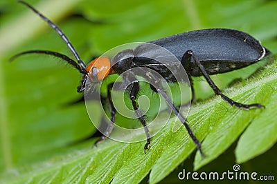 An orange and black blister beetle Stock Photo