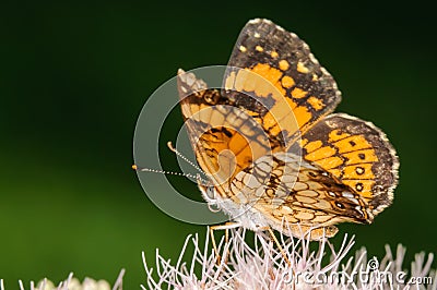 Orange and Black Butterfly on a Pink Flower Stock Photo